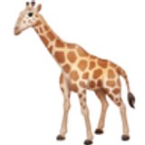 Giraffe - Facebook