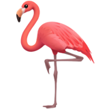 Flamingo Whatsapp
