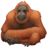 Orang-Utan - Facebook