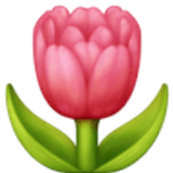 Tulpe - Facebook
