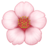 Kirschblüte - Facebook