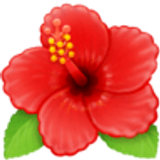 Hibiskus - Facebook