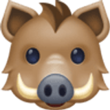 Wildschwein - Facebook