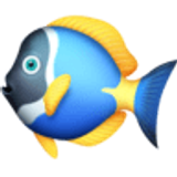 Tropenfisch - Facebook