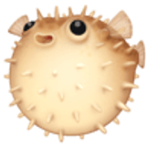 Kugelfisch - Facebook