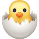 Schlüpfendes Küken - Facebook