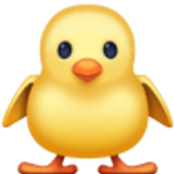 Küken von vorne - Facebook