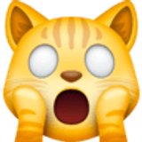 Erschöpfte Katze - Facebook