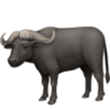 Wasserbüffel - Facebook