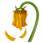 Welke Blume Whatsapp U+1F940 Welke Blume Whatsapp U+1F940